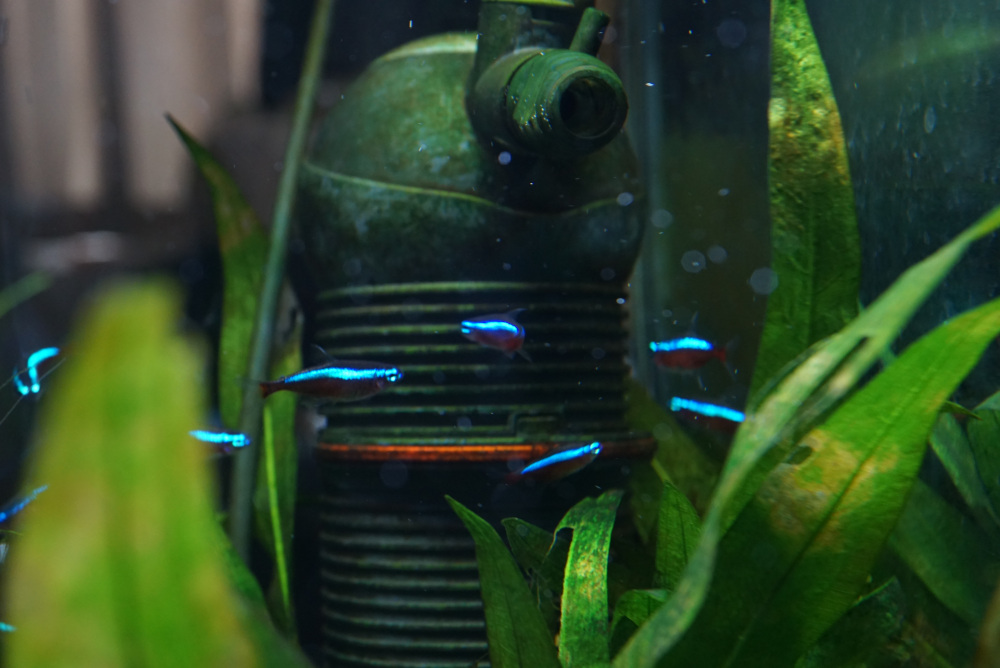 テトラ (Tetra) UV殺菌灯120 病原菌 にごり対策 熱帯魚 金魚 メダカ 鯉 超 安いペット用品、生き物 - テトラ (Tetra) UV殺菌灯120 病原菌