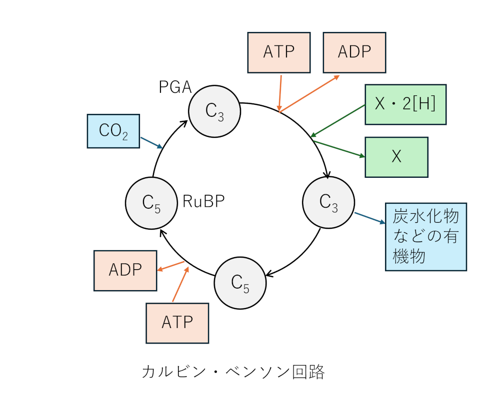 水草の光合成の仕組みの詳細は？【細かい話】 – ちょこっとアクアの技術集